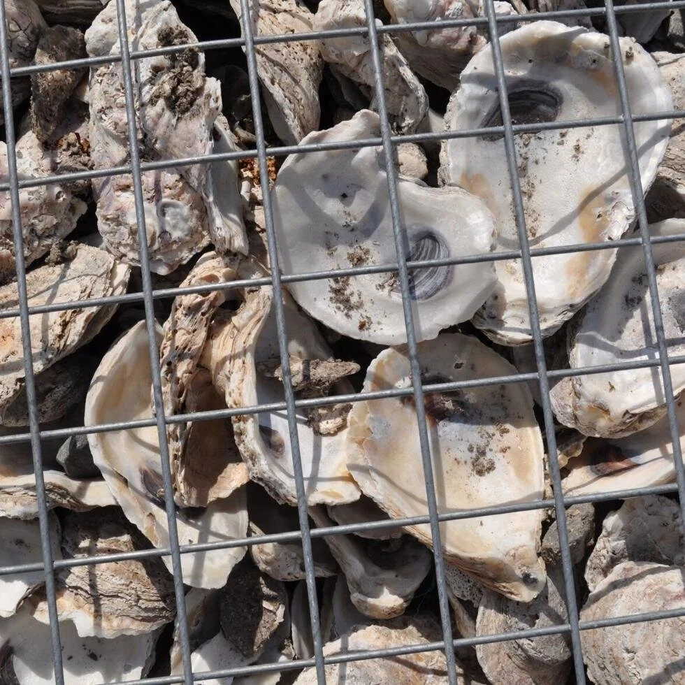 Louisiana Hasn't Approved an Oyster Lease in 19 years; That's About to Change