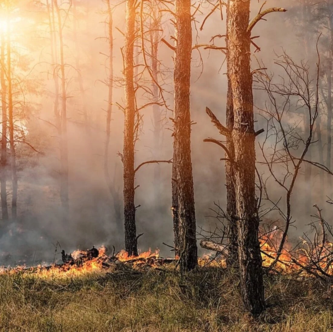 Prescribed Burning Workshop Set