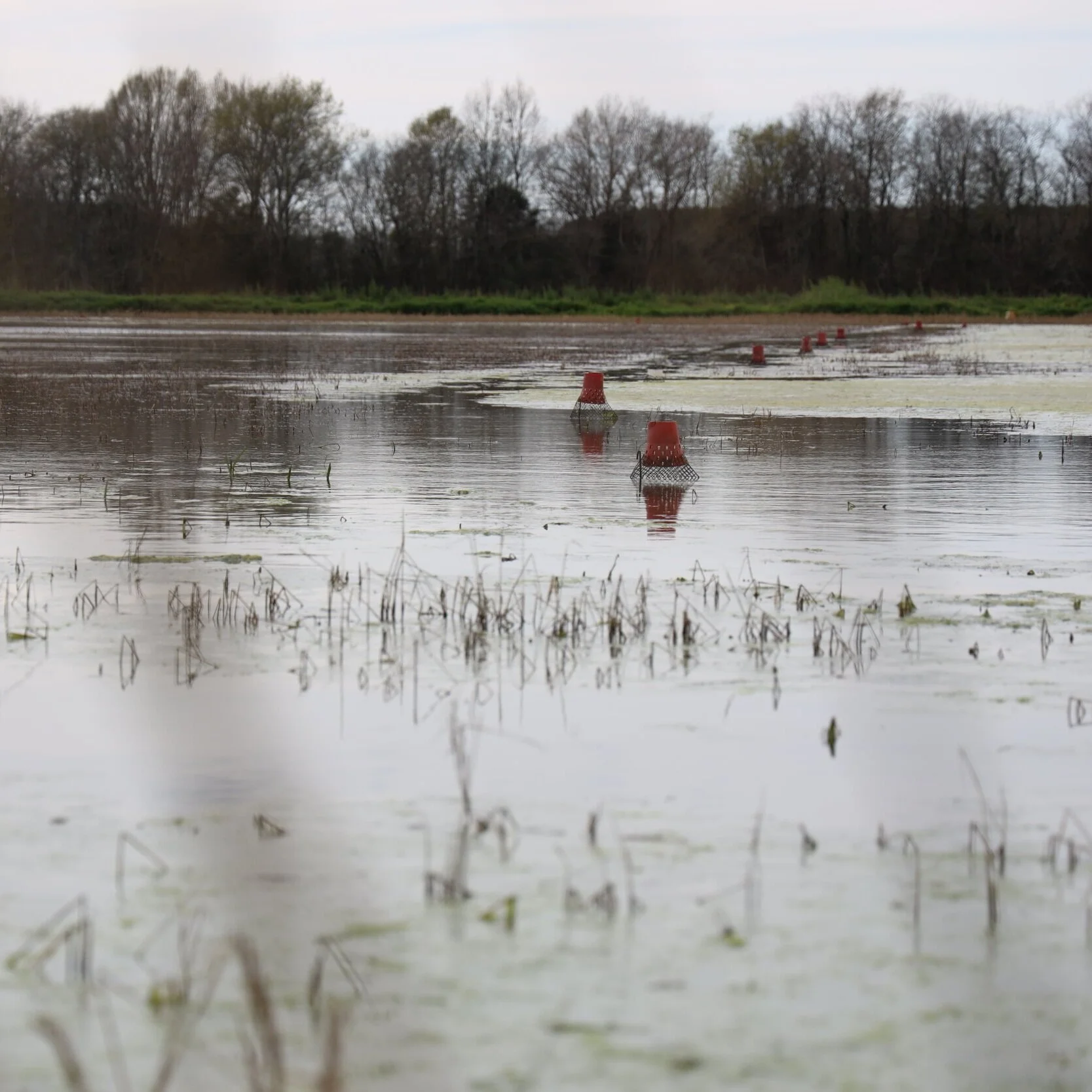 Louisiana Crawfish Producers Hope to Rebound From Hurricanes, Pandemic This Season