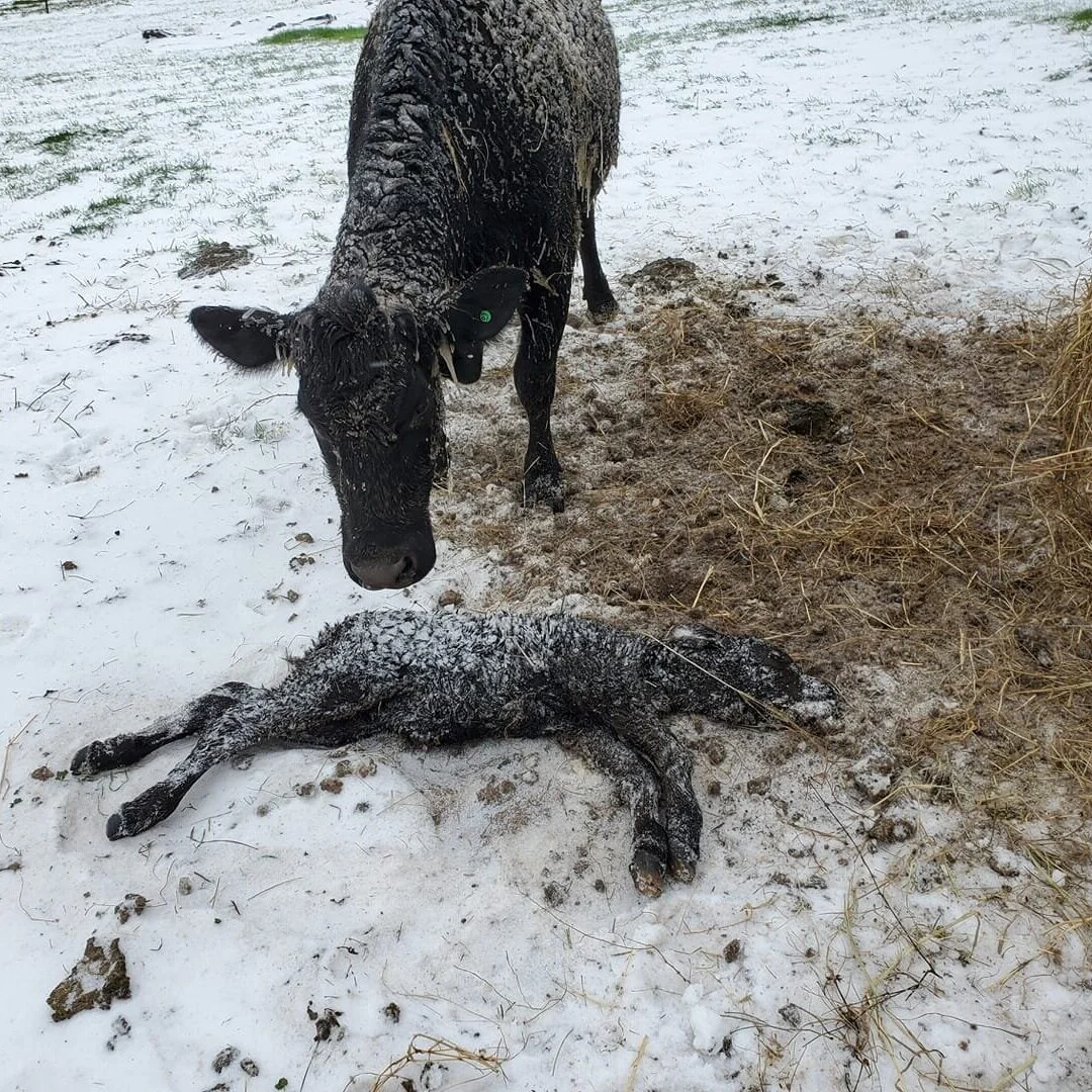 Louisiana Winter Storm Photo Gallery