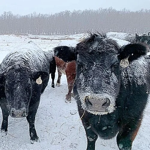 USDA Offers Disaster Assistance for Producers Facing Inclement Weather
