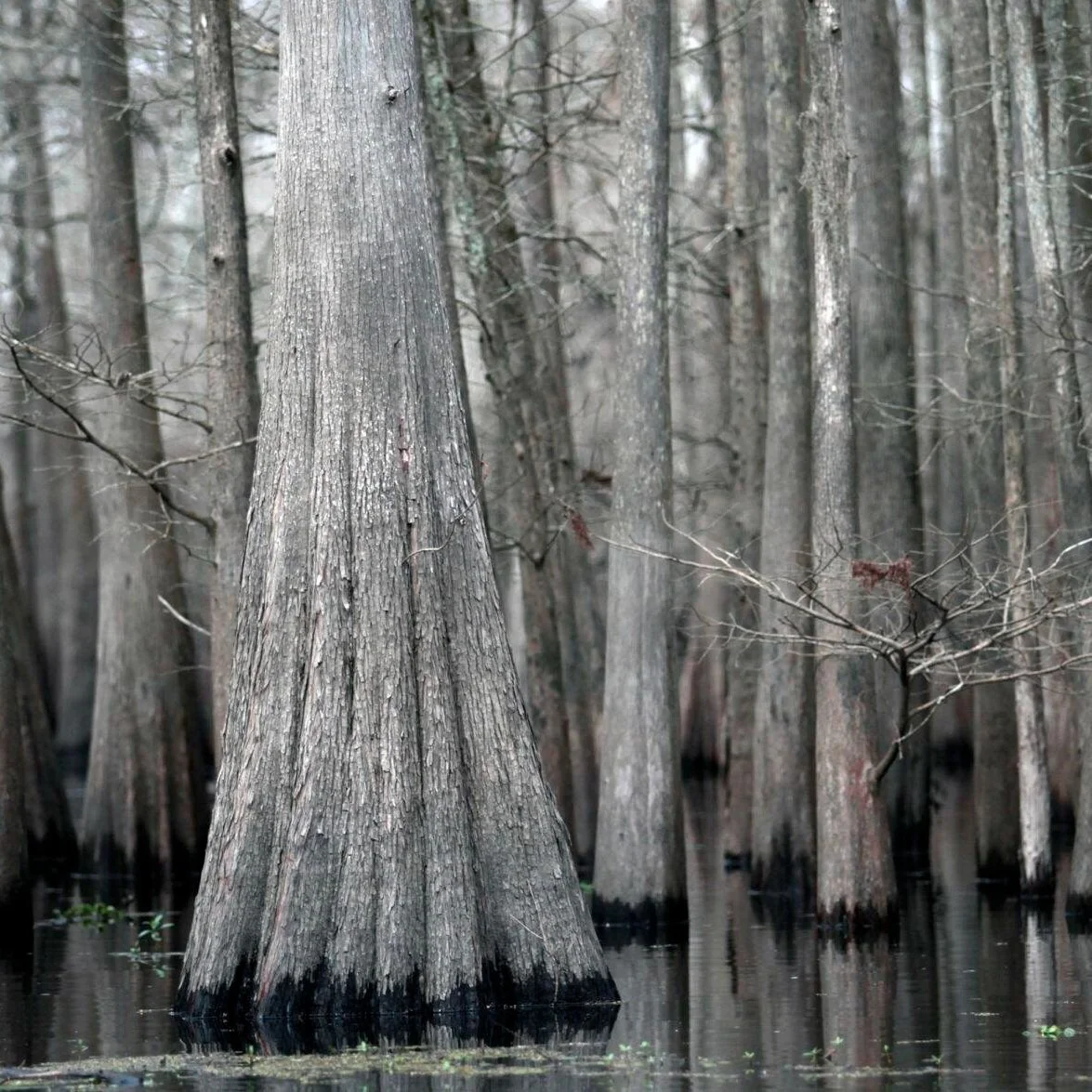 More of the Same for Spending in the Atchafalaya Basin, Though New Task Force Brings Hope