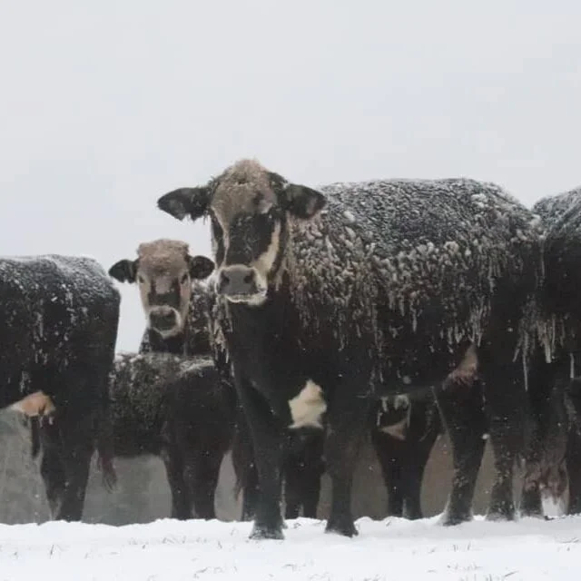 Recent Big Winter Storm Impacting Feeder Cattle Prices
