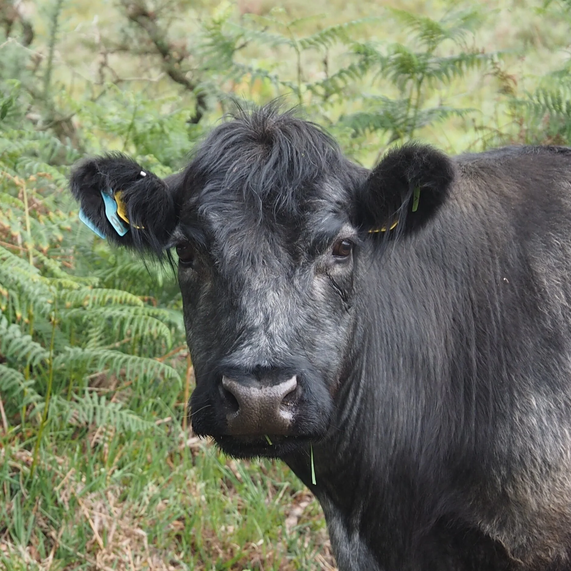 Red River Livestock Auction: February 24, 2021