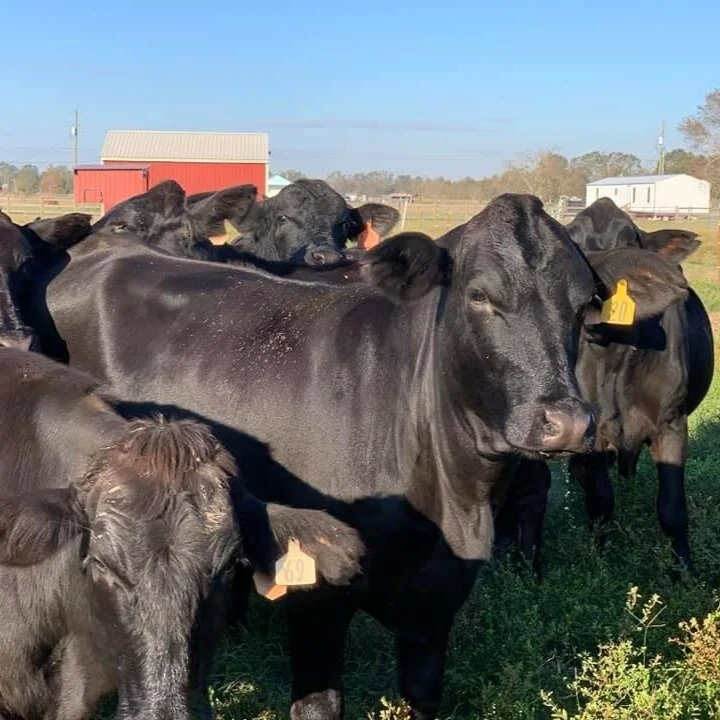 Kinder Livestock Auction -- March 15, 2021