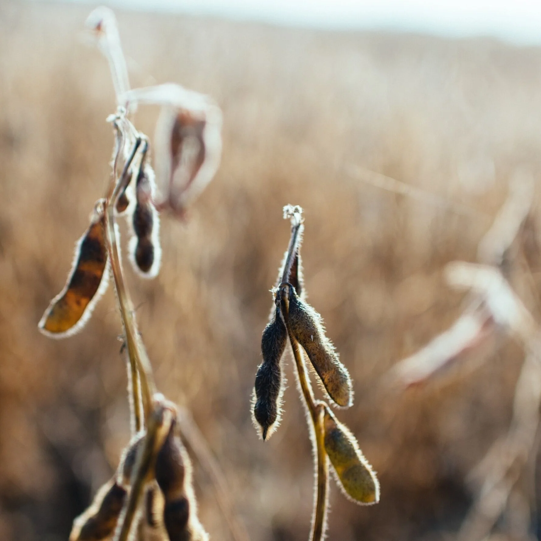 February Louisiana Soybean Parish Estimates