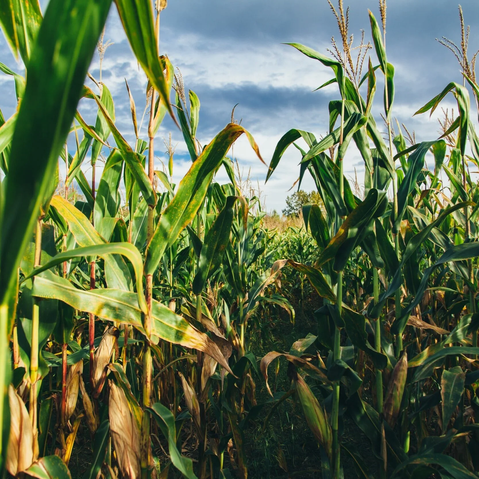 February Louisiana Corn Parish Estimates