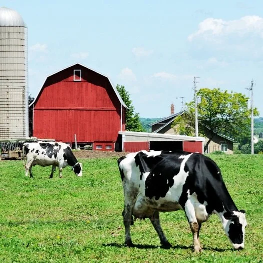 USDA Report: U.S. Dairy Farm Numbers Continue to Decline