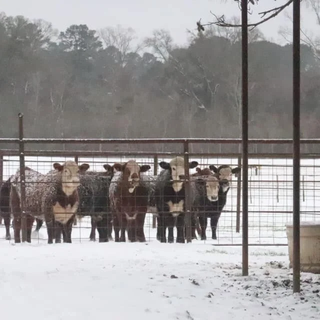 USDA Offers Disaster Assistance to Farmers and Livestock Producers in Louisiana Impacted by Recent Winter Storms