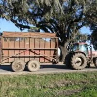 Sugarcane's Economic Impact