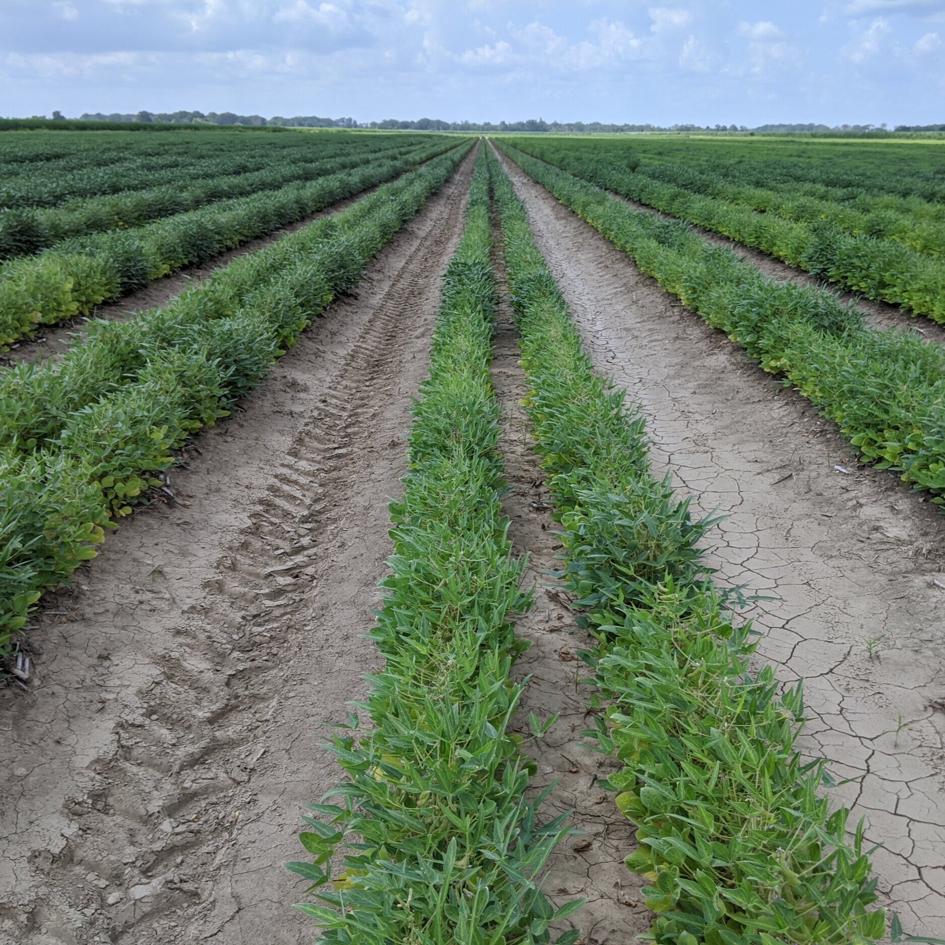 Louisiana Soybean Inoculation