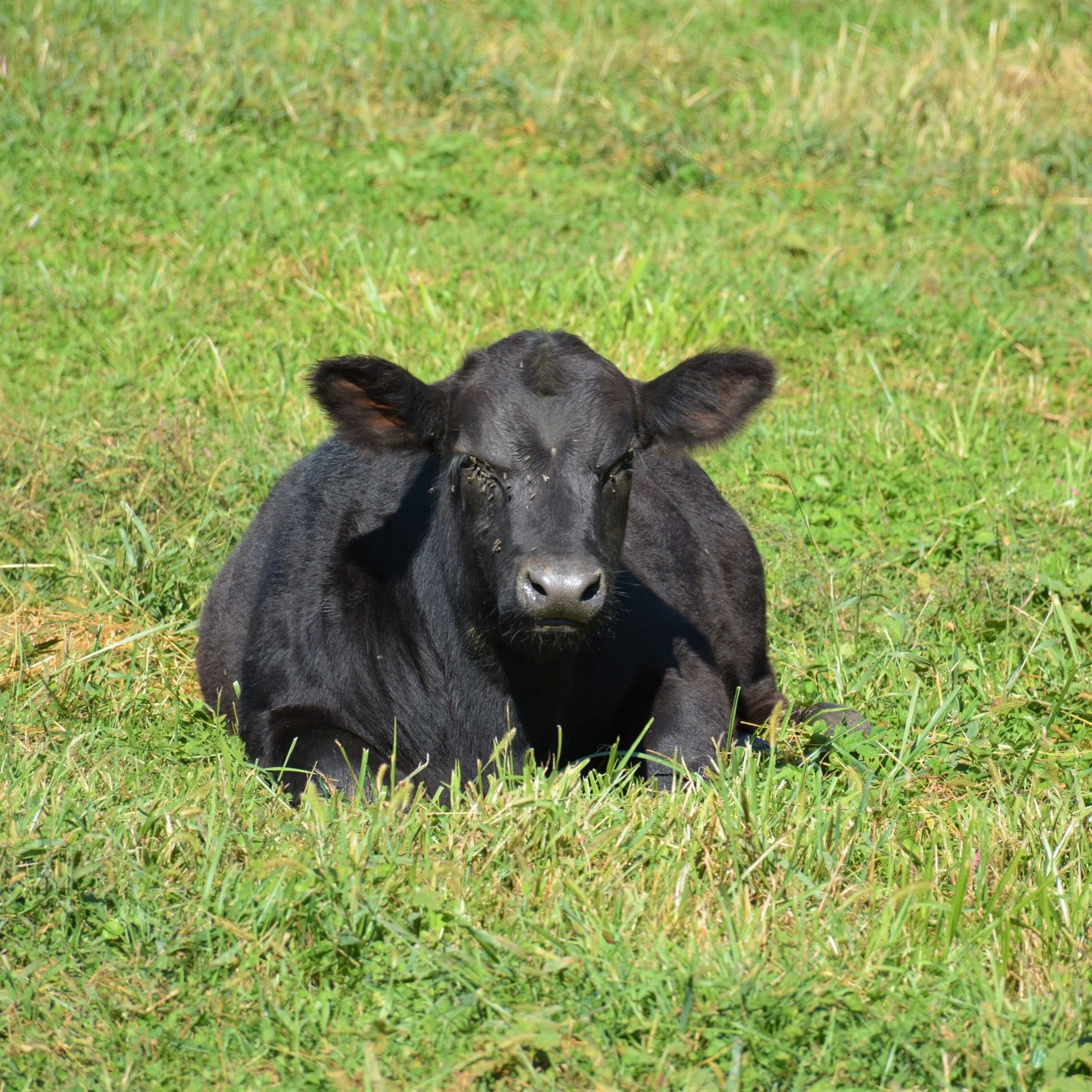 Delhi Livestock Auction: February 24, 2021