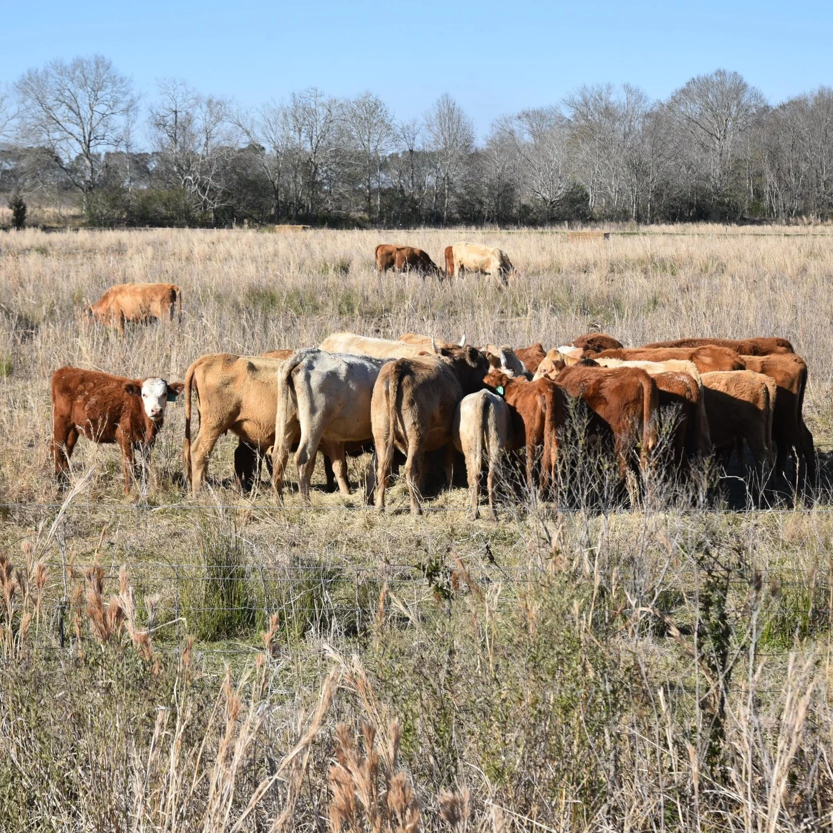 LSU AgCenter Assessing Freeze Damage to Crops, Livestock, Crawfish