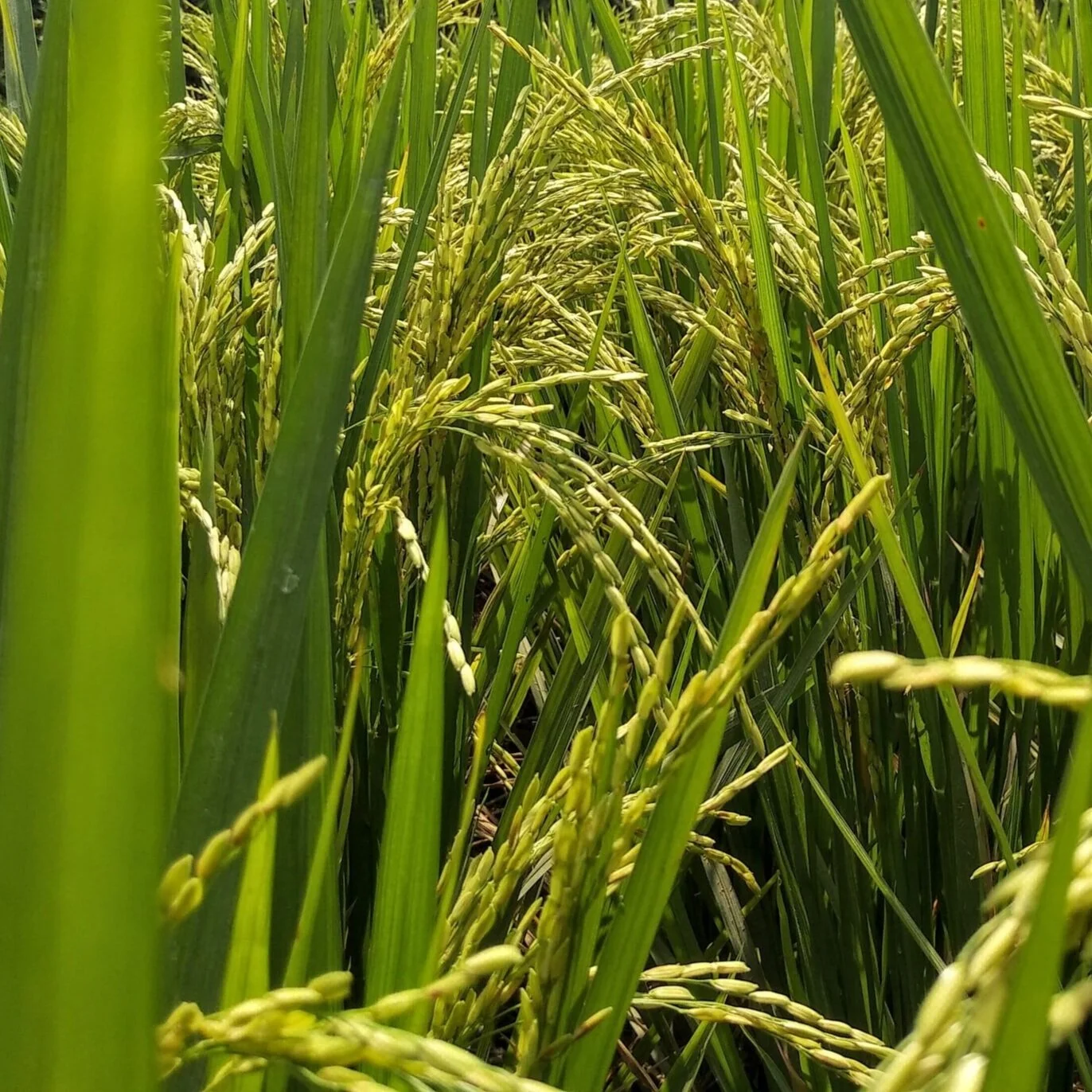 LSU AgCenter Surveying Rice Farmers on Pest Management
