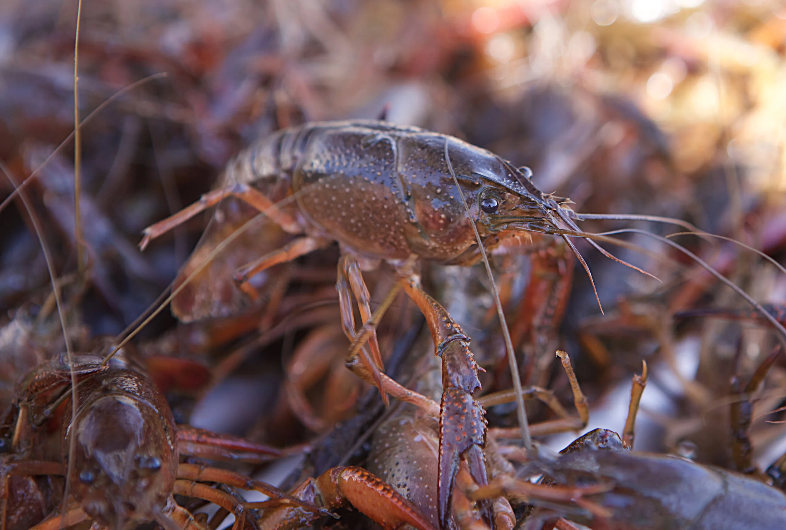 Here's How the Harsh Winter Impacts Louisiana's Crawfish Season