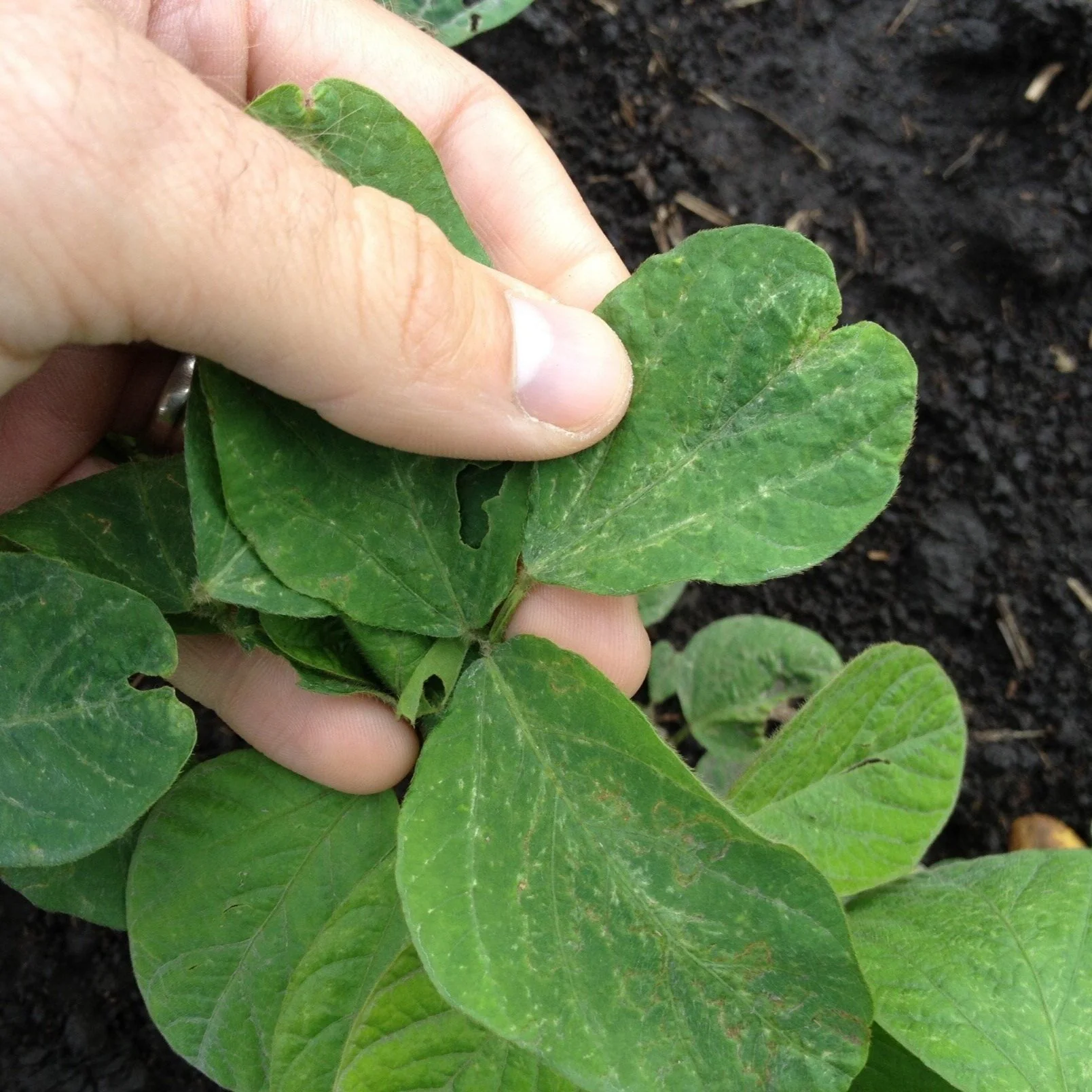 Herbicide Application Research On Louisiana Soybean Fields