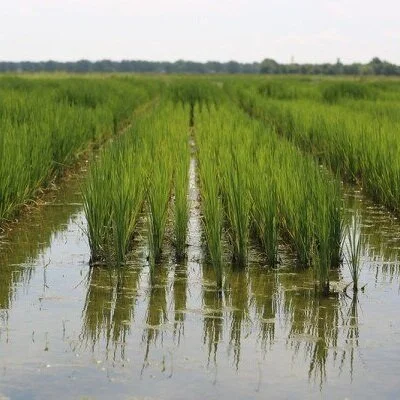 Louisiana Rice Parish Estimates