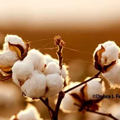 Weekly Cotton Market Review