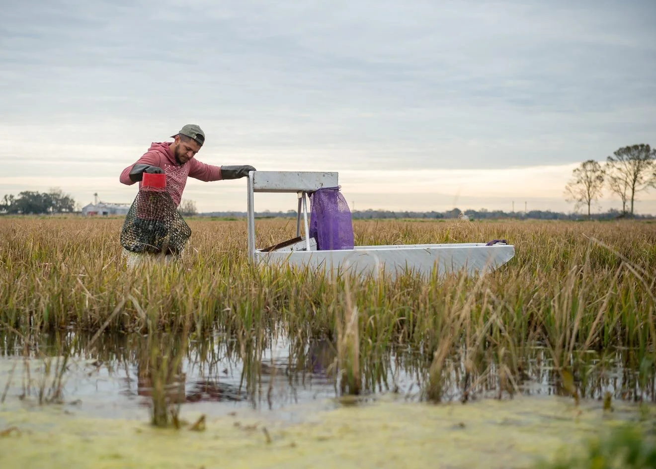 Crawfish Catch and Size Increase After Winter Weather Delayed Harvest for a Week