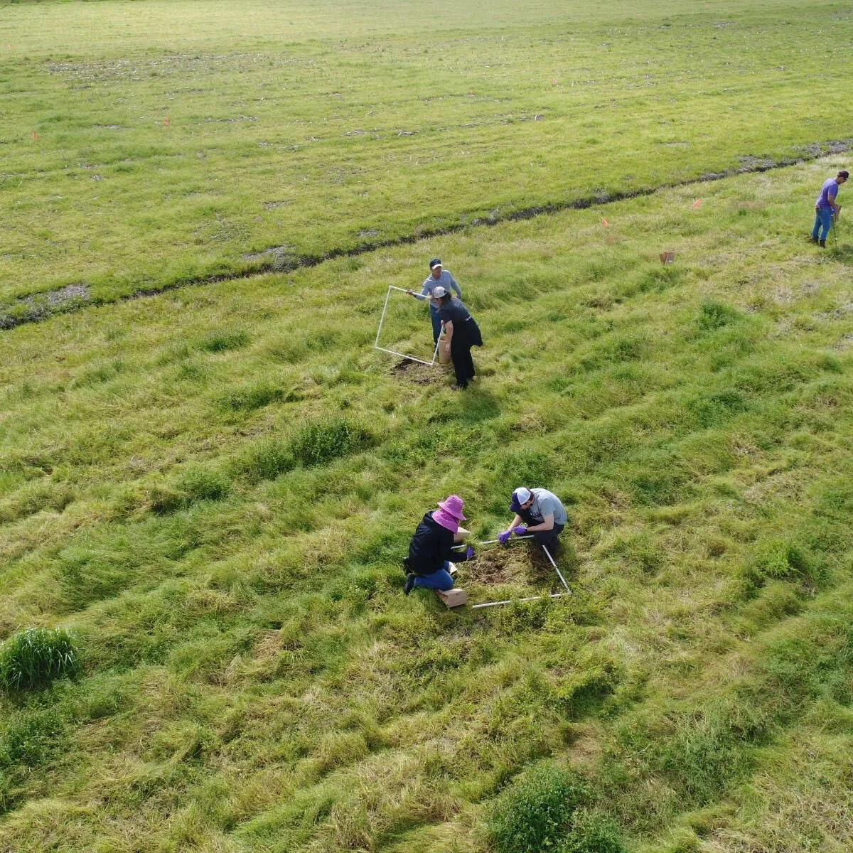 Cover Cropping Enriches Soil: Many Factors Cause Nutrient Contributions To Vary
