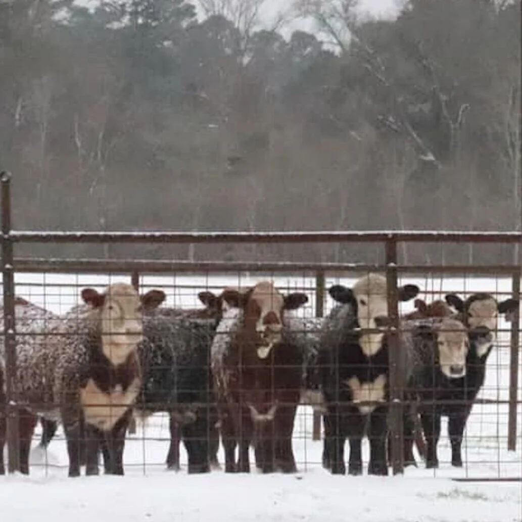 March – April 2021 Pasture to Market e-Newsletter