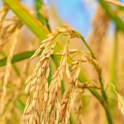 Water Use Efficiency on The Rice Stuff Podcast