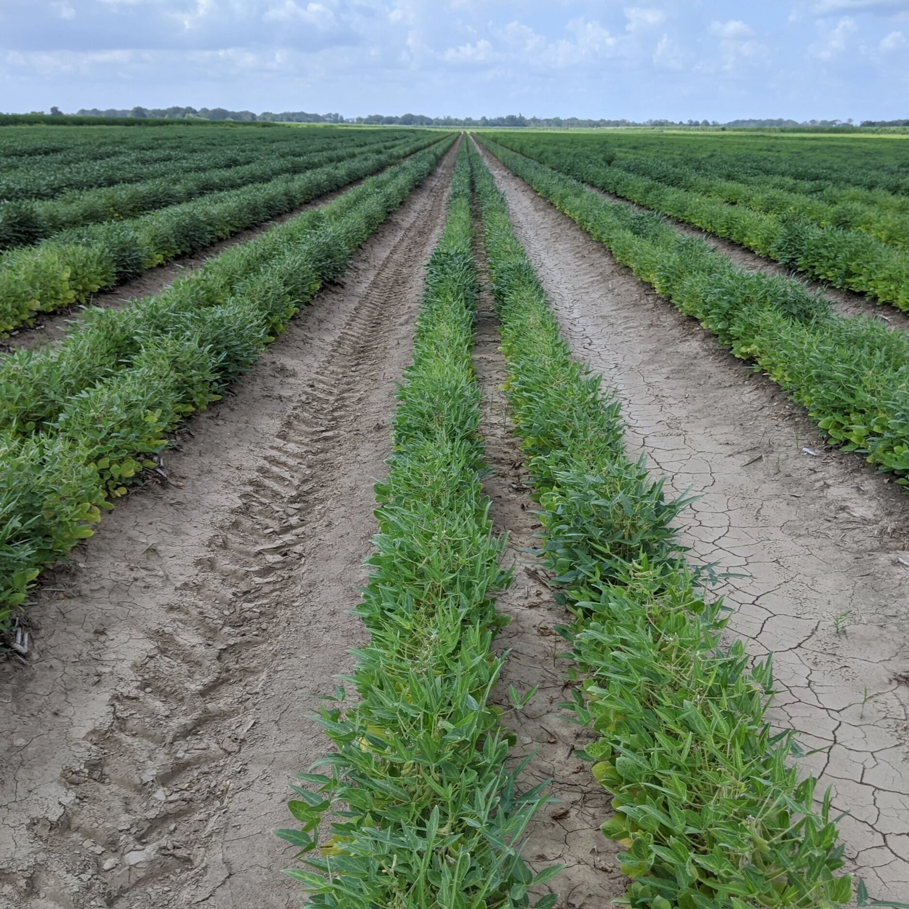 Weed Management Is Still Weed Management