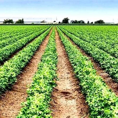 WASDE Cotton: Reduced Domestic Production, Consumption, Ending Stocks
