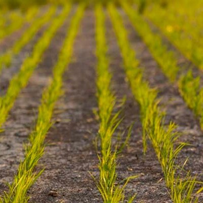 WASDE Rice: Projected Prices Increased