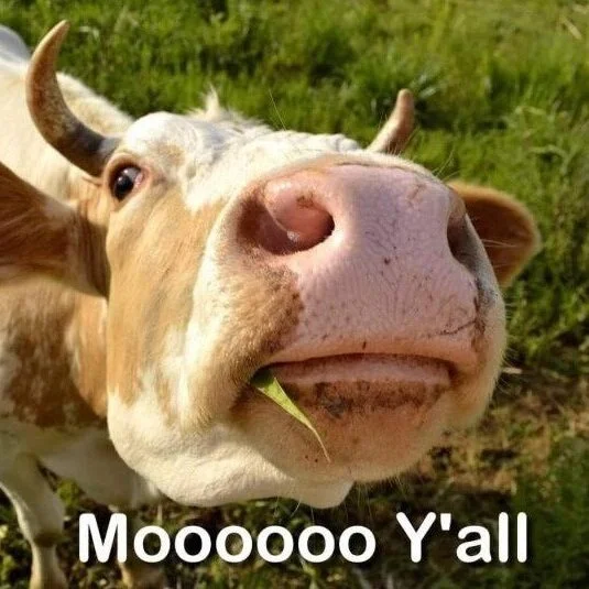 The Abbeville Cattle Festival Says It IS Coming Back In 2021