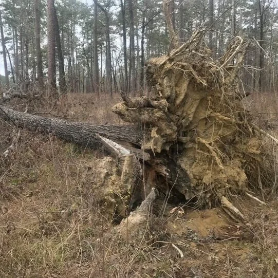 Hurricane Laura Wiped Out Year of Louisiana Timber Production, $1.5B in Tree Sales