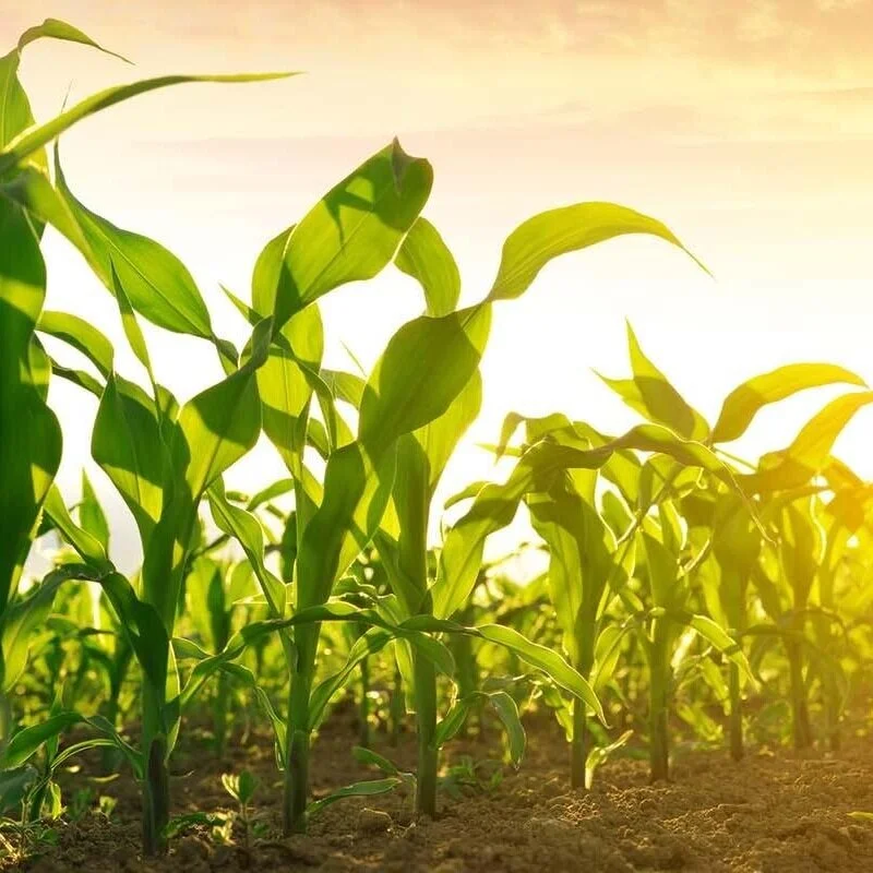 China Likely To Purchase More US Corn