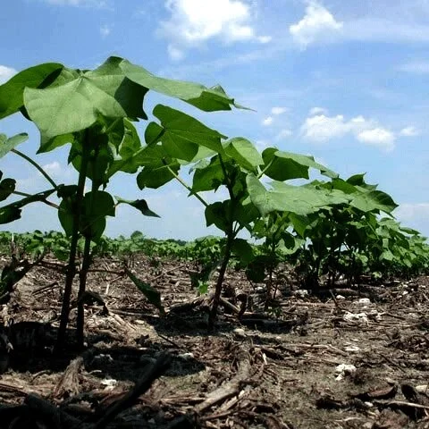 Weekly Cotton Market Review