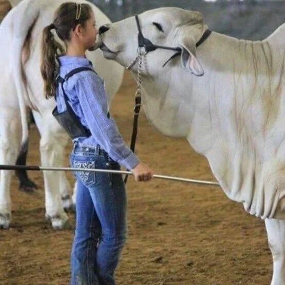 Youths Earn Gerry Lane Premier Exhibitor Awards At AgCenter Livestock Show