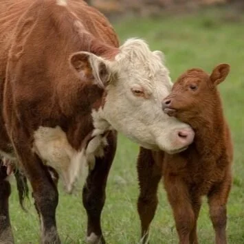 USDA Awards Over $11.5 Million to Help Small and Mid-Sized Farms on National Ag Day, $500,000 to LSU AgCenter
