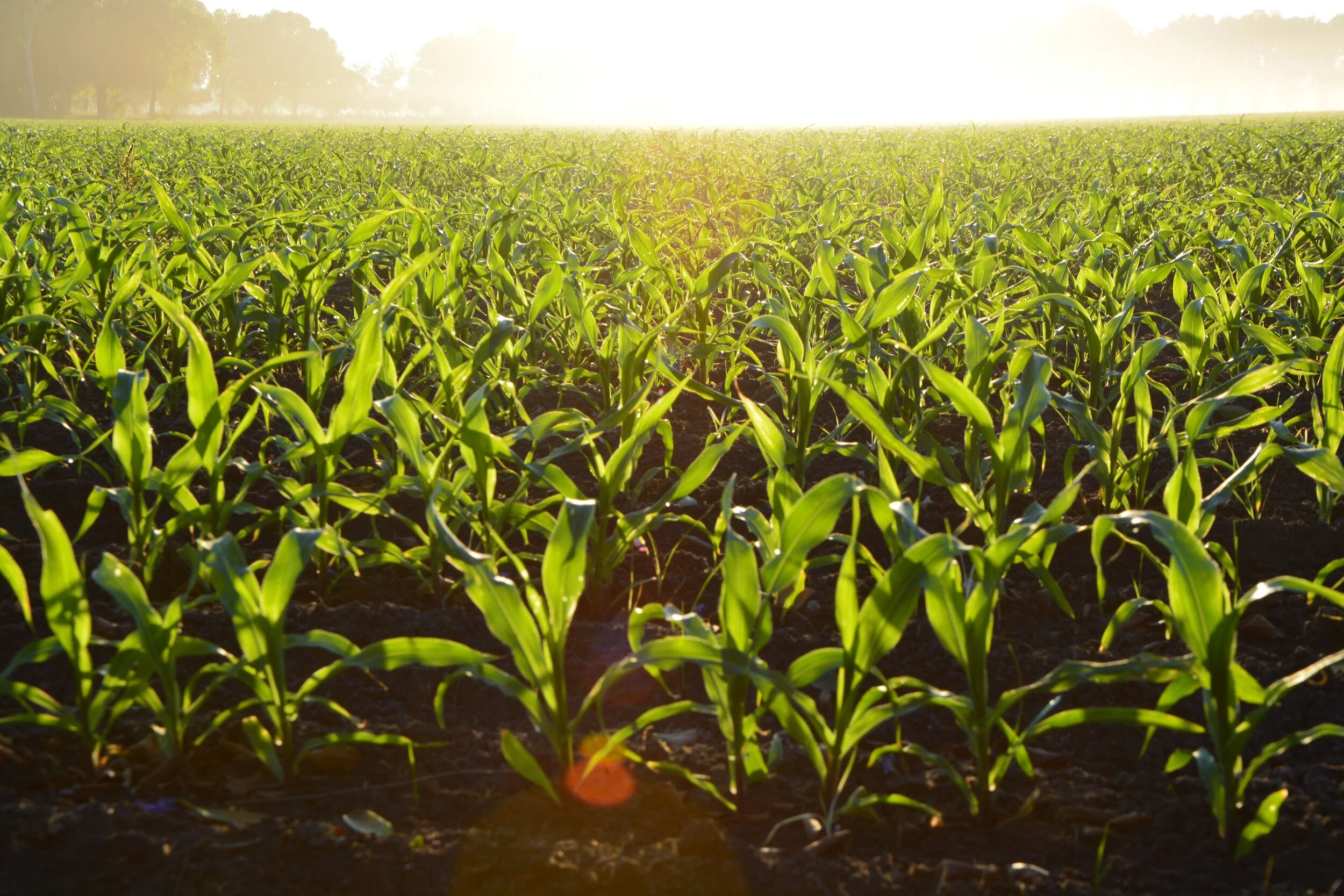 Updates from the Field on Spring Planting: Louisiana