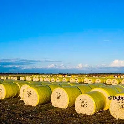 Cleveland On Cotton: China Plays Chicken With World Market
