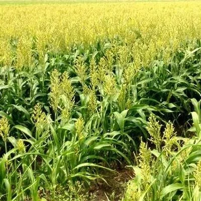 Louisiana Sorghum: Planting And Nutrient Management Tips