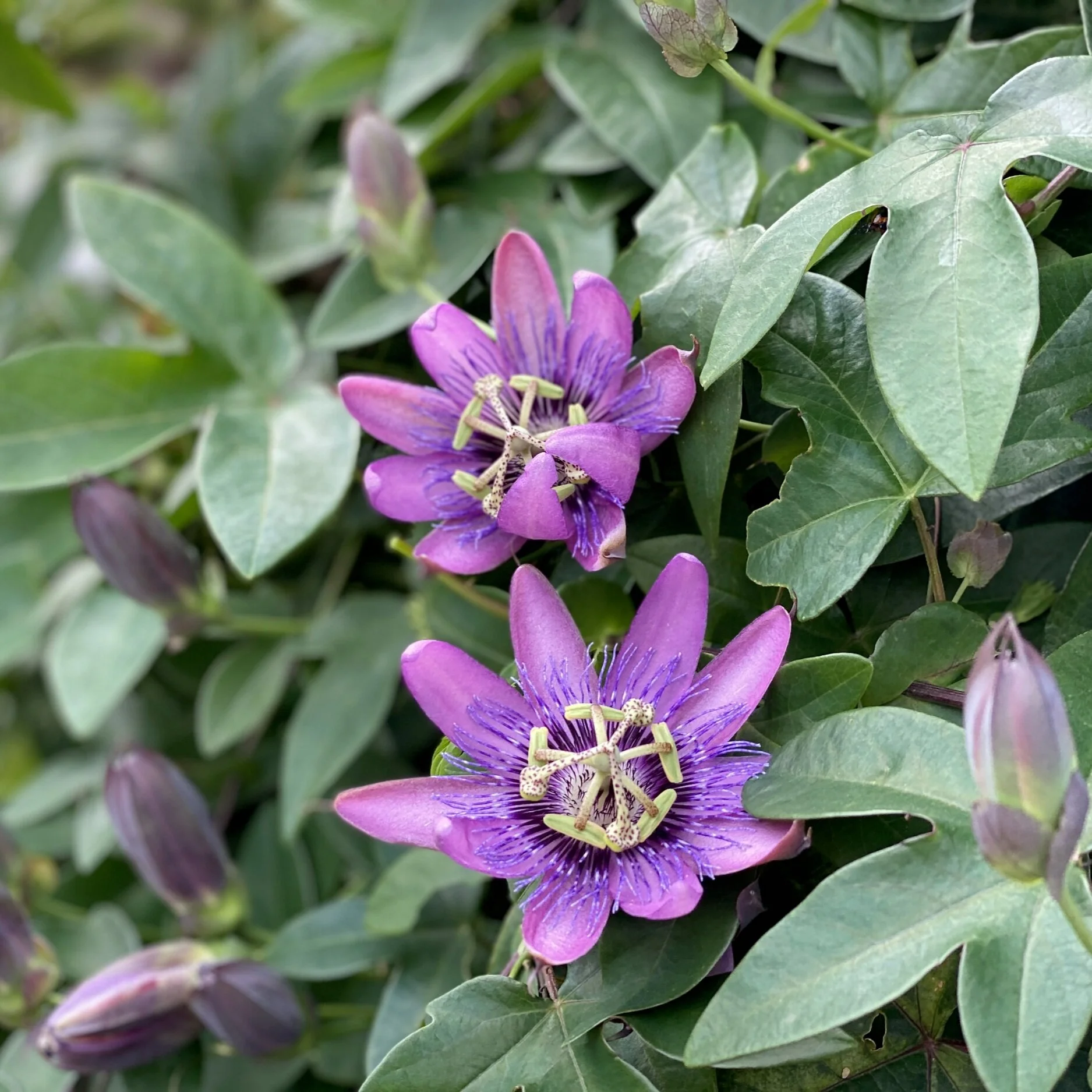 Help Beneficial Insects Feel At Home In Your Landscape