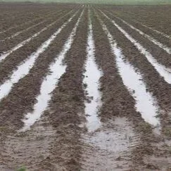 LA Corn Planting Nearly Finished But Delayed By Rain