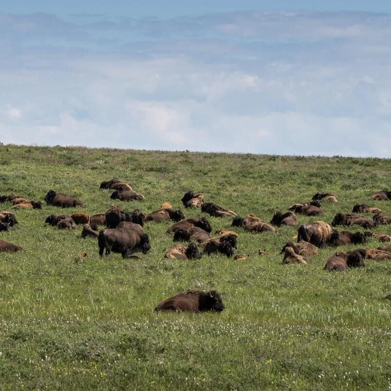 Diversity Your Operation With Bison