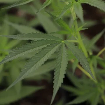 7 Key Provisions of Usda’s Hemp Final Rule Now in Effect