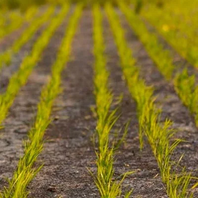 Testing Required For Seed Rice