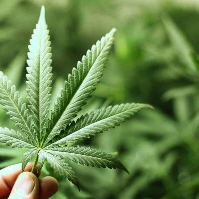 Changes On The Way For Hemp Farmers In Louisiana