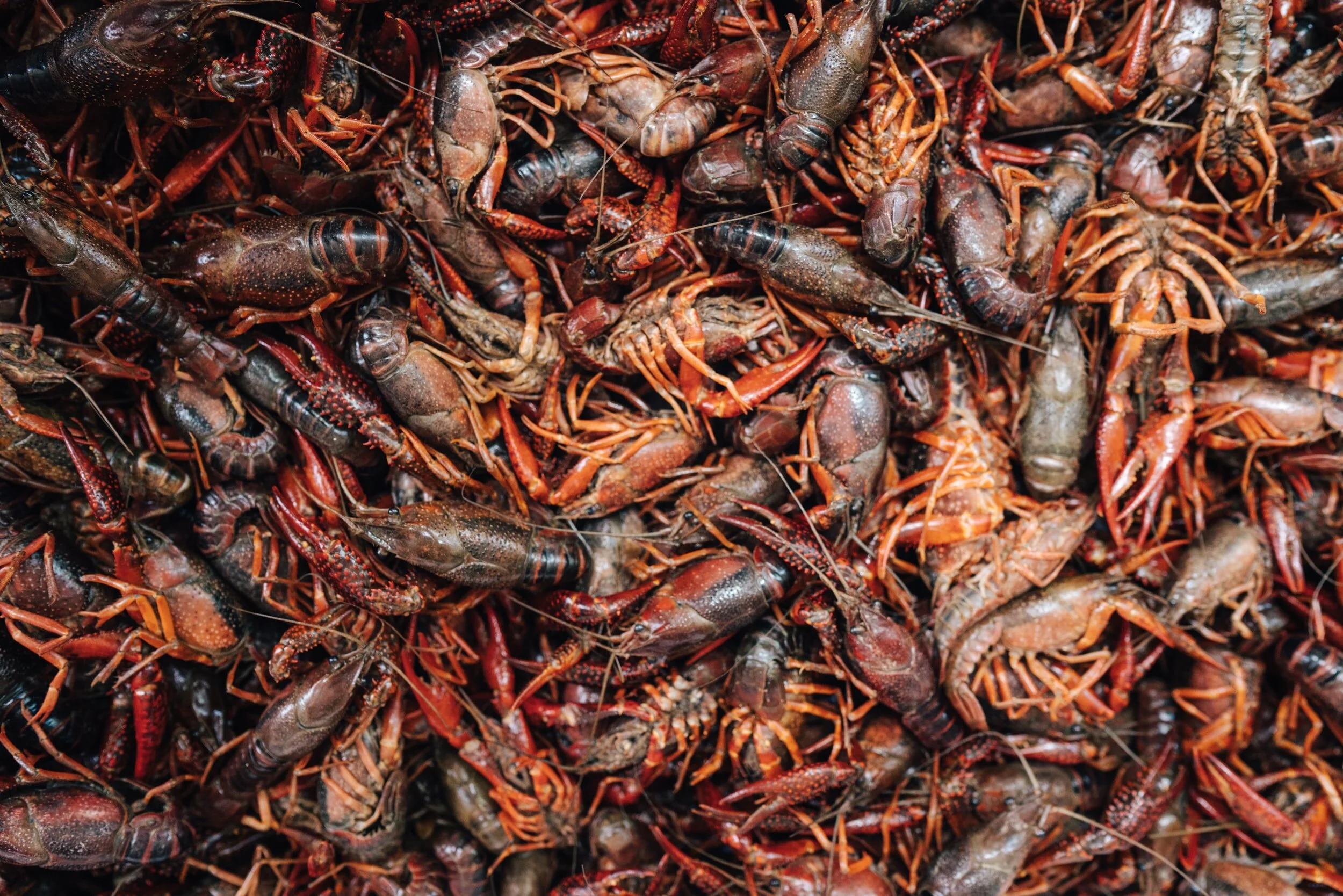 Invasive Snails Threatening Louisiana's Crawfish Population
