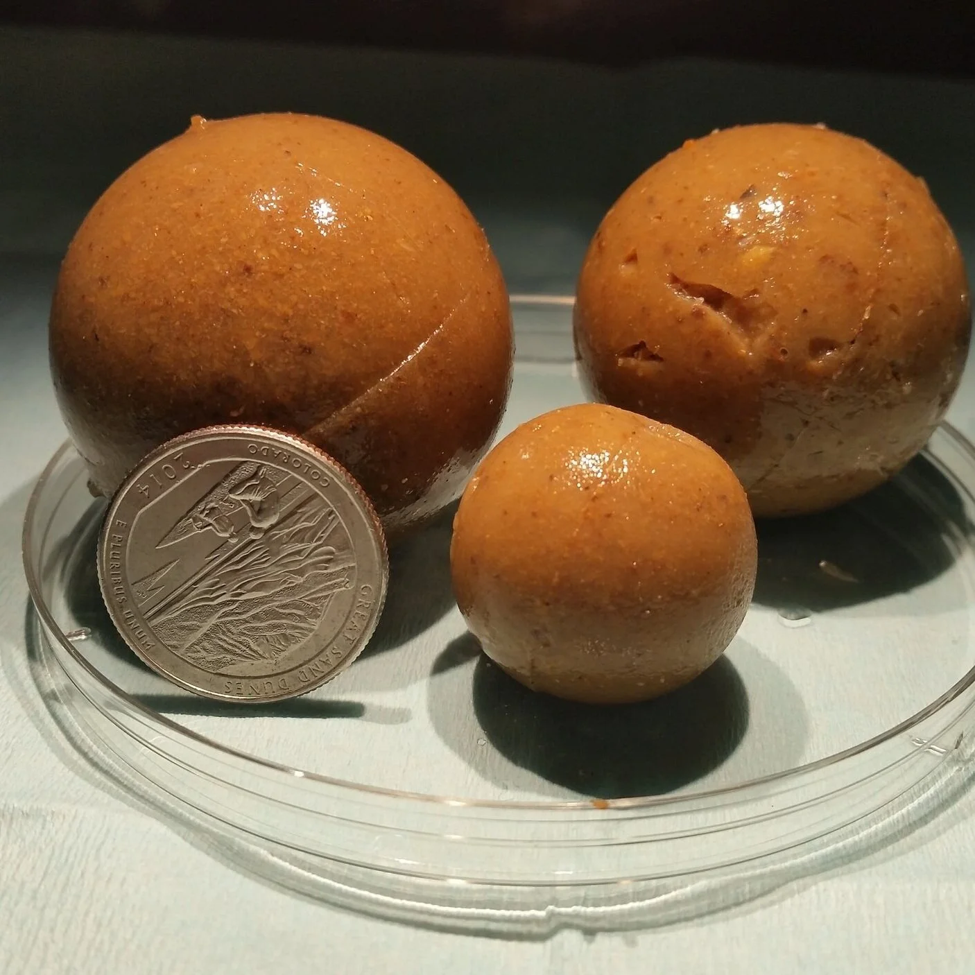 Feral Hog Baits Showing Promise