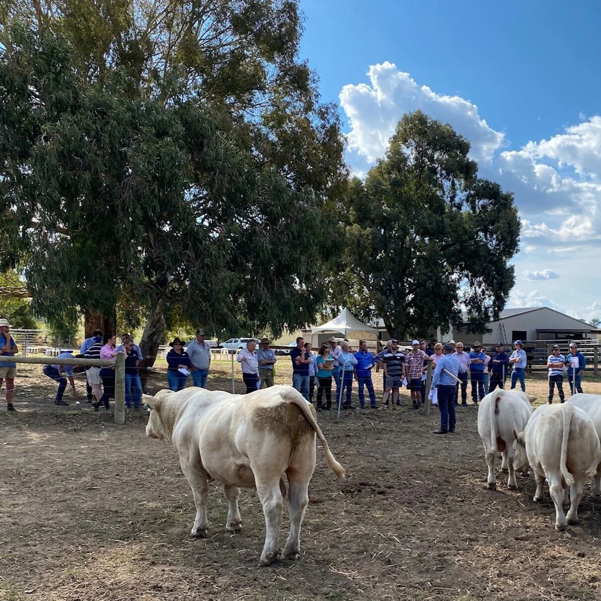 LSU AgCenter Beef And Forage Field Day Videos Available To View