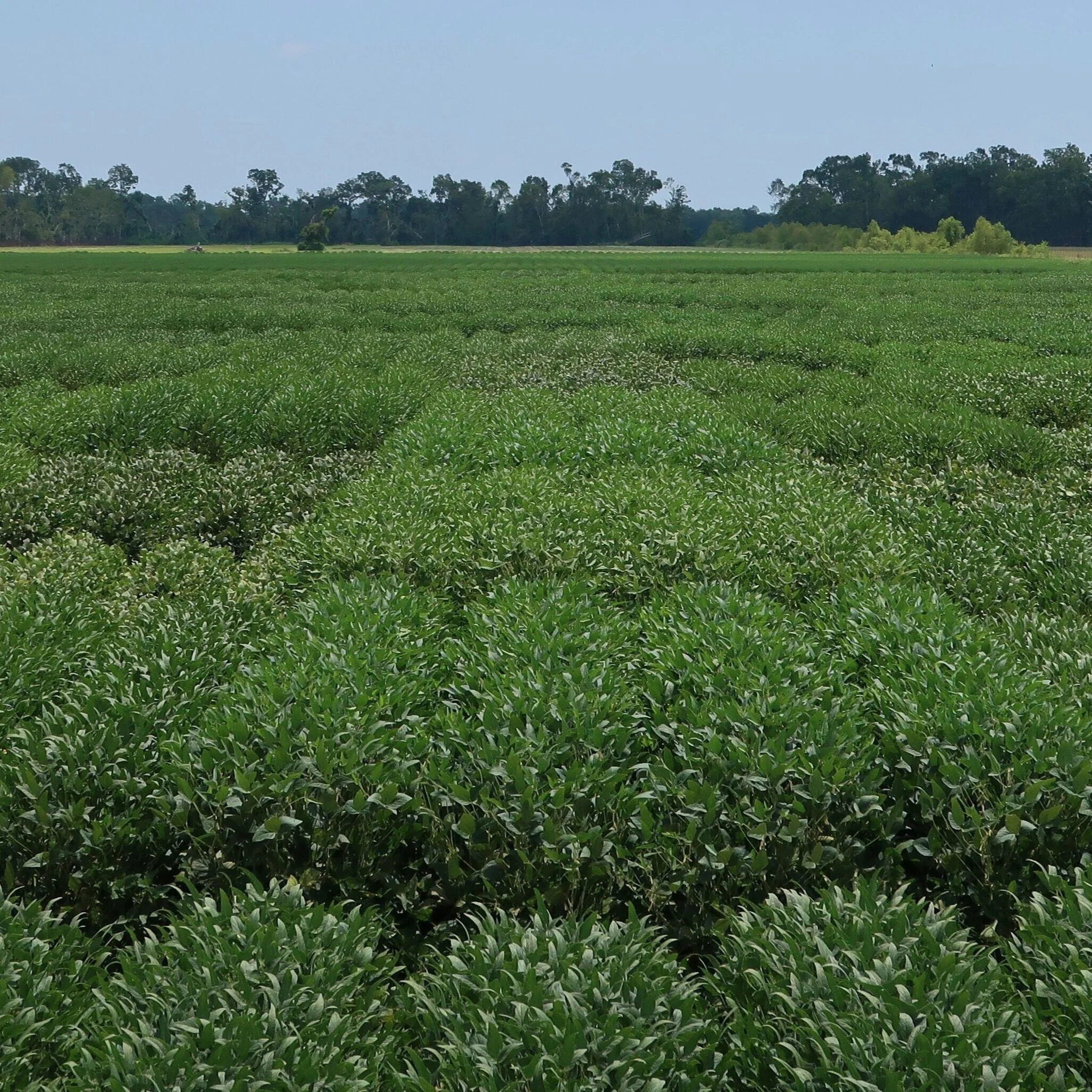 Variety Testing: A Critical Component For Sustainable Production Systems