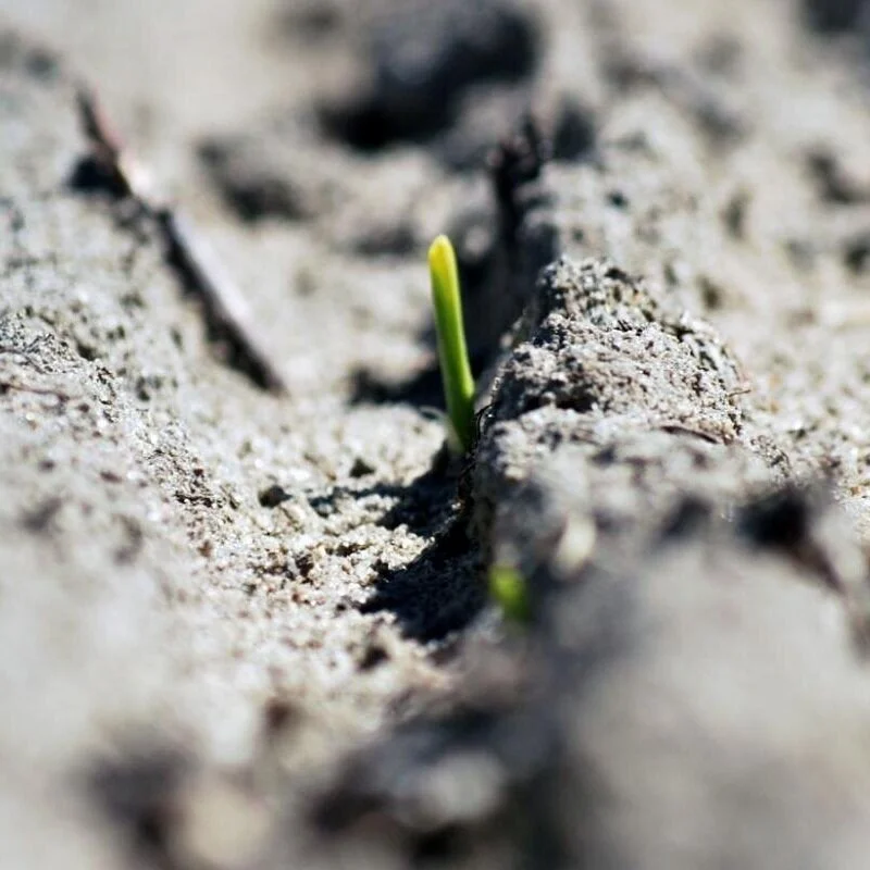 Burndown Options For Corn 