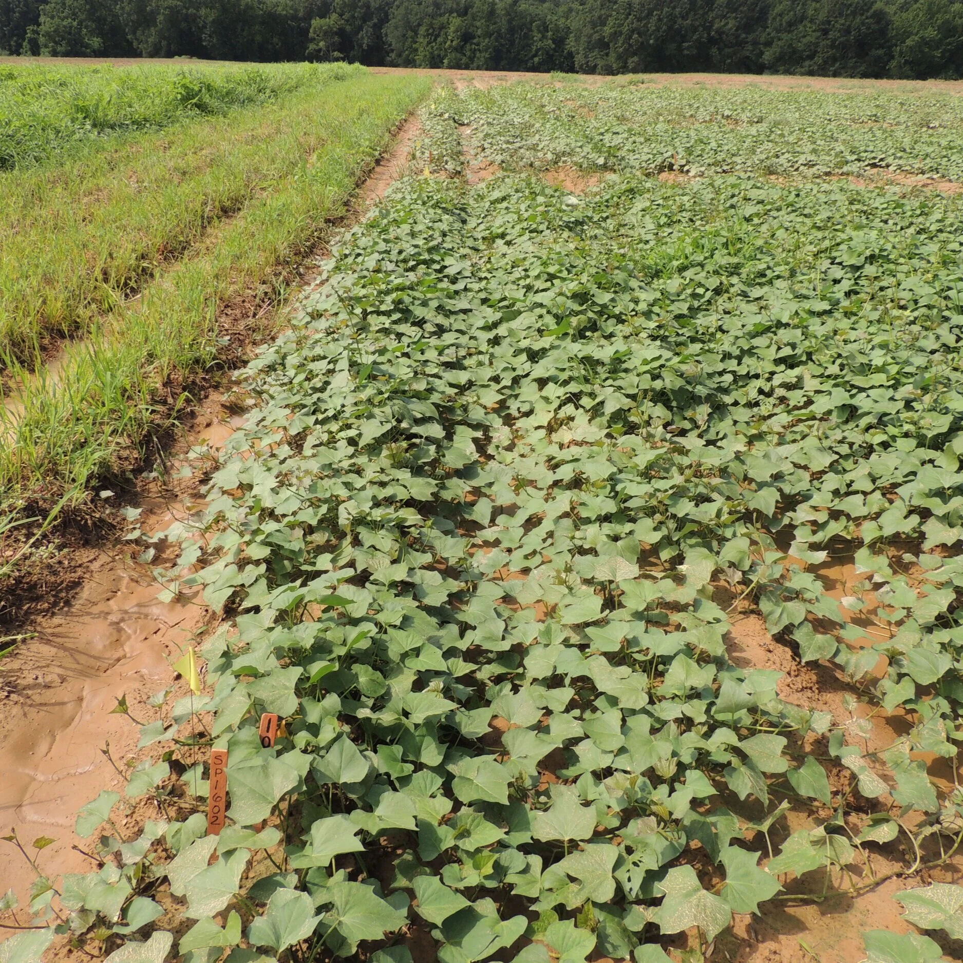 Off-Target 2,4-D Choline And Dicamba Impacts On Sweet Potatoes